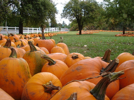 Pumpkins