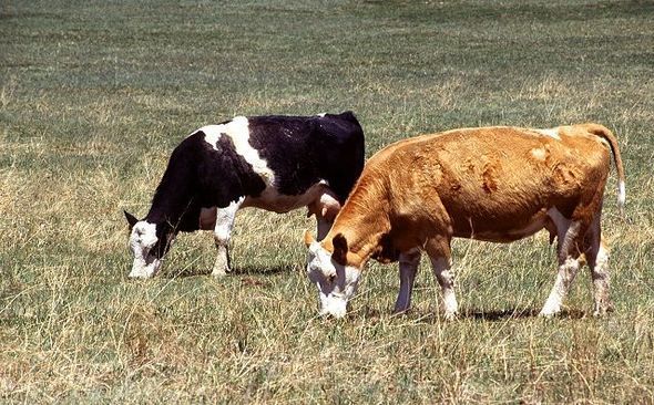 Two cows grazing