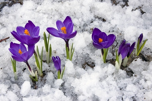 crocus-in-snow