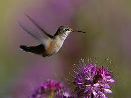 hummingbird