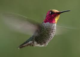 hummingbird2