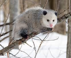 opossum