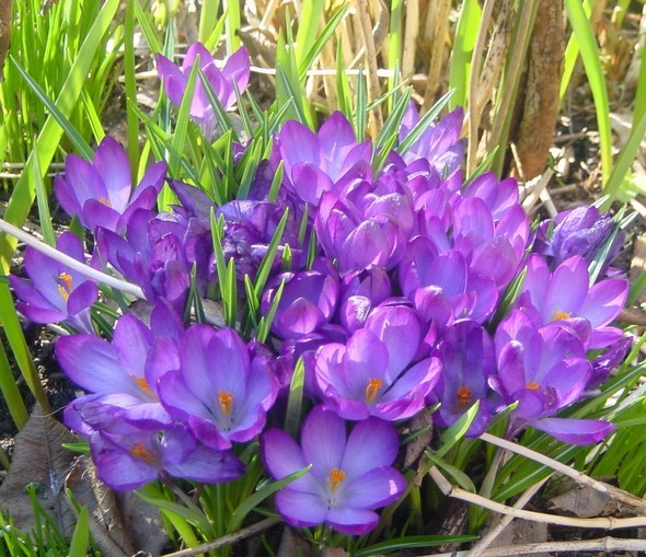 purple-spring-flowers