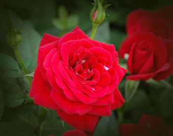 red-rose