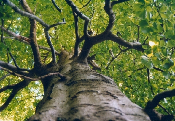 tree-branches