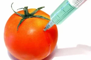 The Dangers of GMO Foods: A Likely Cause of Many of Today’s Health Problems