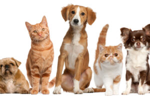 How to Handle the Problem of Fleas in Pets, Using Homeopathy